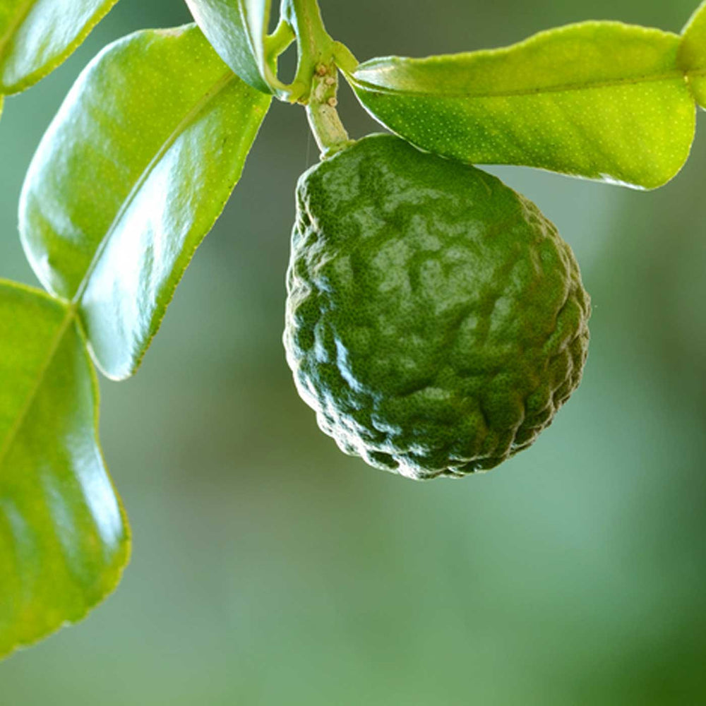 Organic bergamot oil