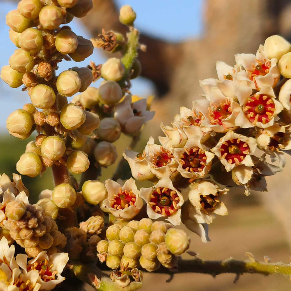 Organic frankincense oil