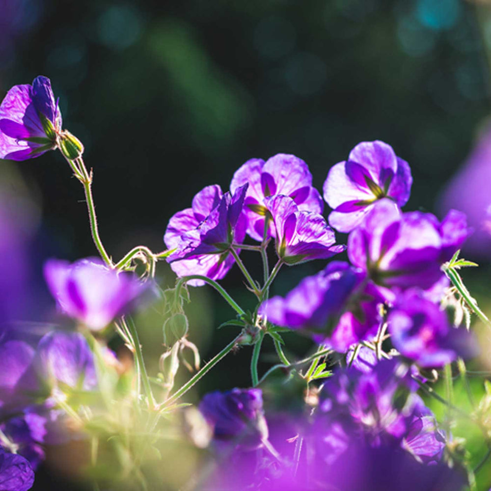 Organic geranium oil