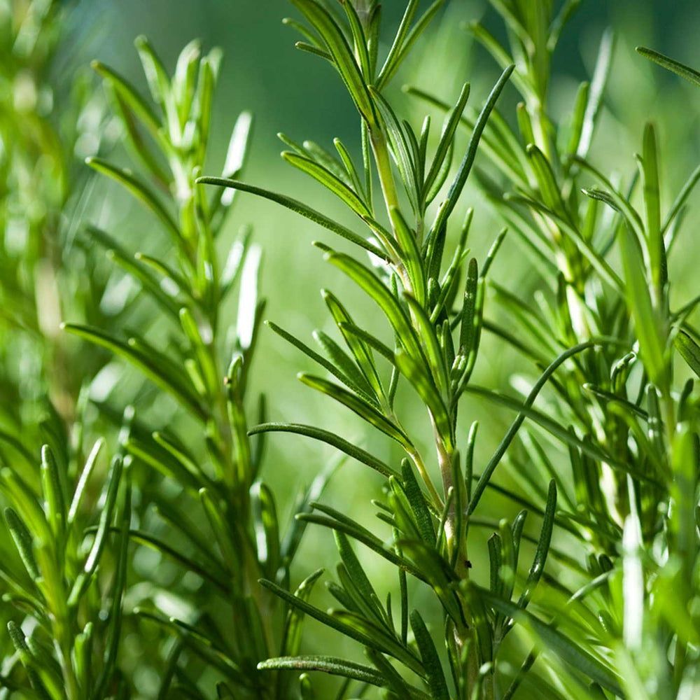 Organic rosemary oil