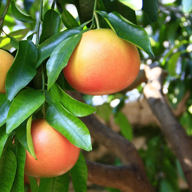 Organic grapefruit oil