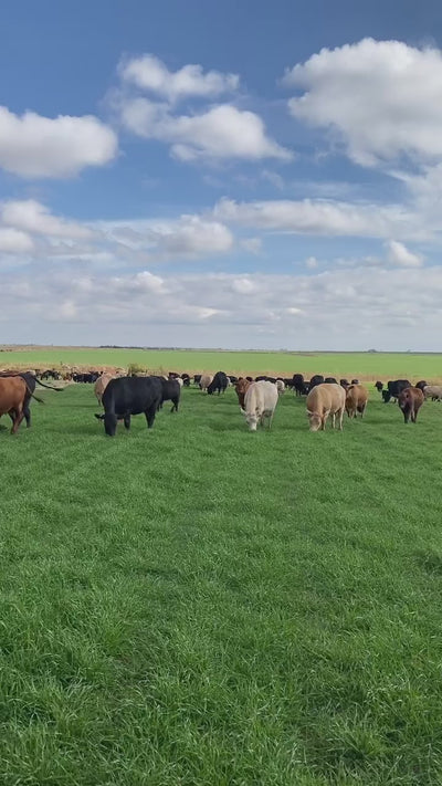 Video of cows grazing
