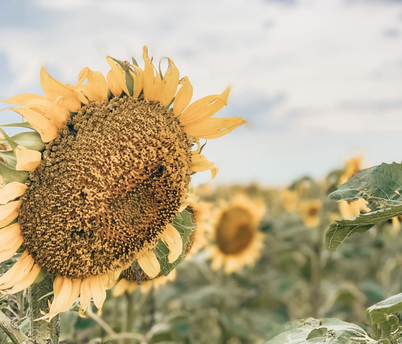 Sunflower